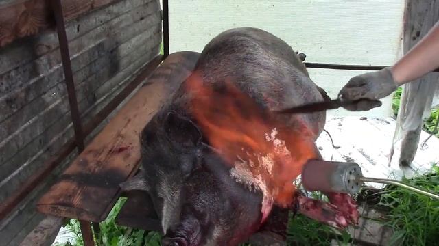 Вес поросенка 9 месяцев!!! Мраморный вьетнамец! смотреть онлайн