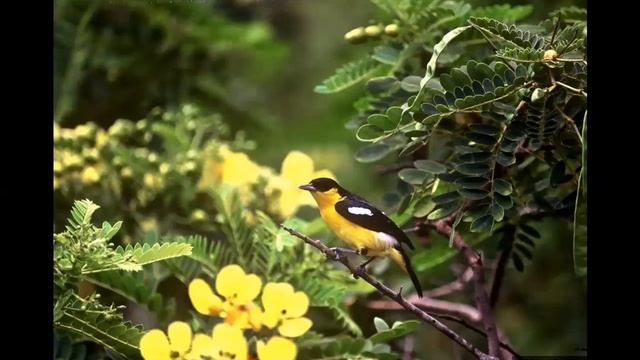 Biodiversity in Srilanka with focus on Leopards смотреть онлайн