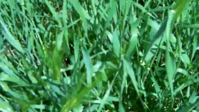 Состояние озимого ячменя (перекрестный посев) на 12.05.2019г. смотреть онлайн