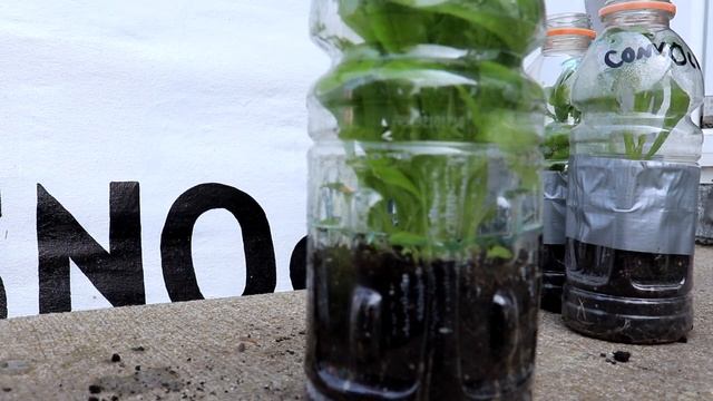 Winter Sowing Results - Alyssum - Strawflower - Lunaria - Stock - Hyssop -Tarragon - Convolvulus смотреть онлайн