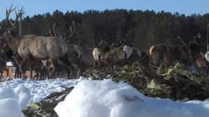В заповеднике «Красный бор» подкармливают и охраняют диких животных