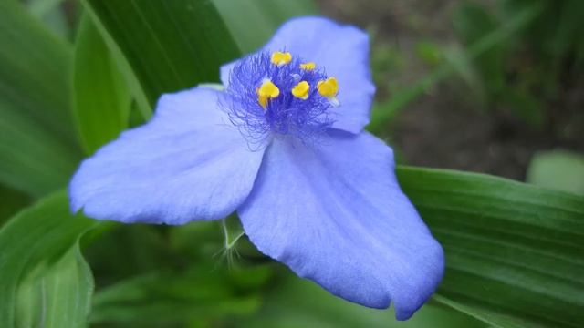 Красивые цветы... смотреть онлайн