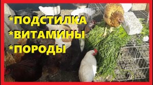 Сохраним подстилку зимой, а витамины летом. Наши породы кур.