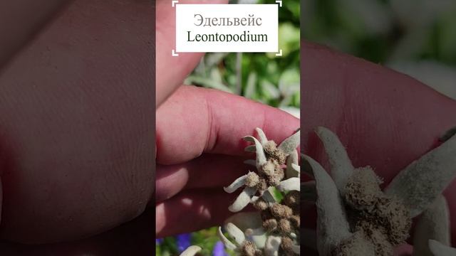 Эдельвейс, или леонтоподиум (лат. Leontopódium).?