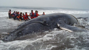 Знамение грядущей катастрофы: киты и дельфины массово выбрасываются на берег