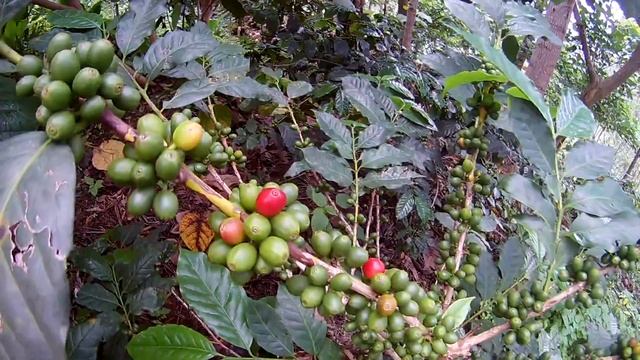 Coffea - Coffea Arabica - Coffee Plant