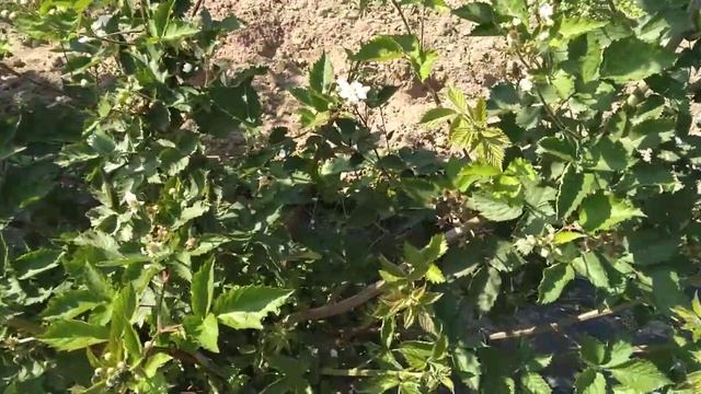 ежевика лох-тей. убераем лишние побеги замещения! 2023г. смотреть онлайн