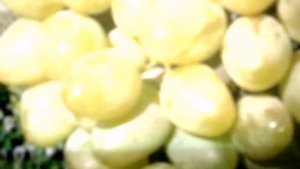 Виноград Монарх