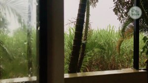 Тропический дождь из окна | Тропики | Дома во время дождя