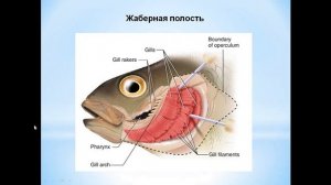 Строение костных рыб. Часть 1