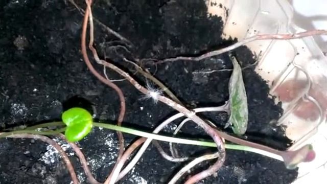 Вредитель цикадка белая, с хвостом как у павлина, уничтожает цикламен. смотреть онлайн