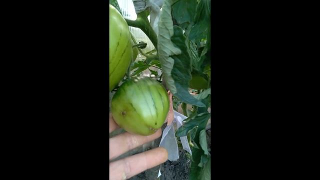 Коллекционный сорт томата- Чёрное сердце Бреда.