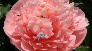 Пион травянистый Этчед Салмон (etched-salmon) ? обзор: как сажать, луковицы пиона Этчед Салмон