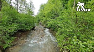 Birdsong and the sound of a Mountain River in Spring