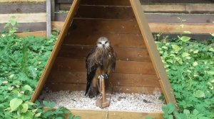Коршун, соколиный двор в Великом Новгороде