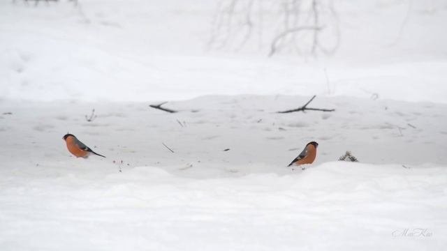 Снегири