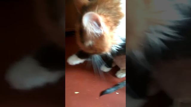 Что случилось с Лизой кисой?😭😭😞😞😭.Влог от канала Лиза киса смотреть онлайн