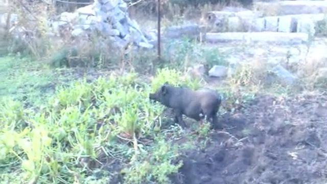 Видео000.3gp смотреть онлайн