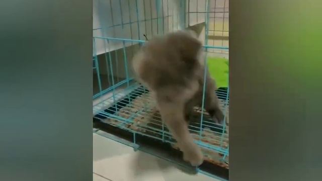 Жидкий кот смотреть онлайн