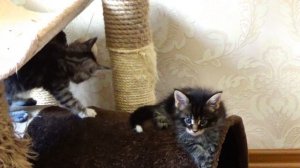 Мейн-кун котята 1 месяц