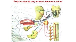 Физиол_пищеварения. Часть 1..2024-08-12-11-00-25