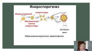Развитие половых клеток у цветковых растений. Биология 10 класс.