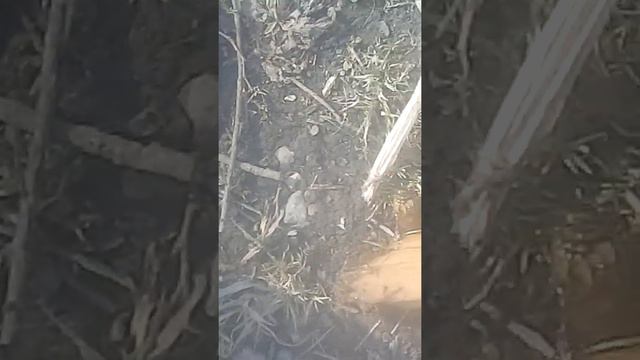 Большой жук смотреть онлайн