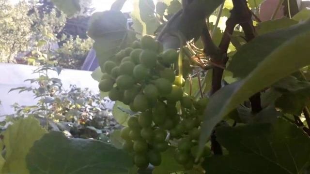 Сибирский виноград..