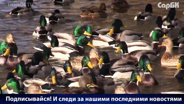 Больше 700 диких уток остались зимовать в горпарке и требуют еды смотреть онлайн