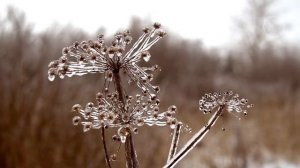 РЫБА СО СПЕЦИЯМИ И ГРЕЦКИМИ ОРЕХАМИ Азербайджанская Кухня Деревенская Кухня  Рецепты