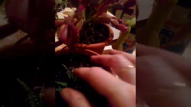 ну наконец то пересадка моих цветов смотреть онлайн