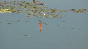 Fishing At the Varnavinsky reservoir.{Рыбалка На Варнавинском водохранилище.}