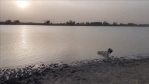 Октябрь, Рогожкино. Рыбалка на сазана и не только , с берега.