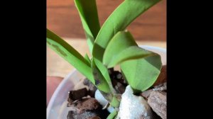 Mini Cattleya Orchid New Growth