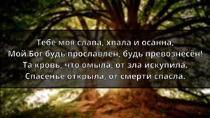 Тебе моя слава