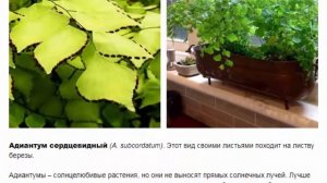 ЦВЕТОК АДИАНТУМ ADIANTUM  ВИДЫ, ФОТО И ПРАВИЛА УХОДА