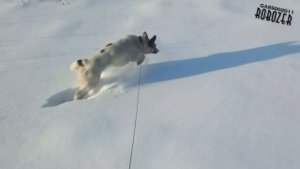 Охота джек рассел терьер на мышей