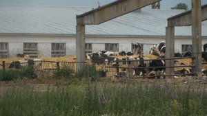 Аграрии региона заготавливают корма для животных