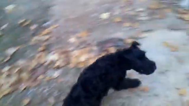 kerry blue terrier 13 semanas смотреть онлайн