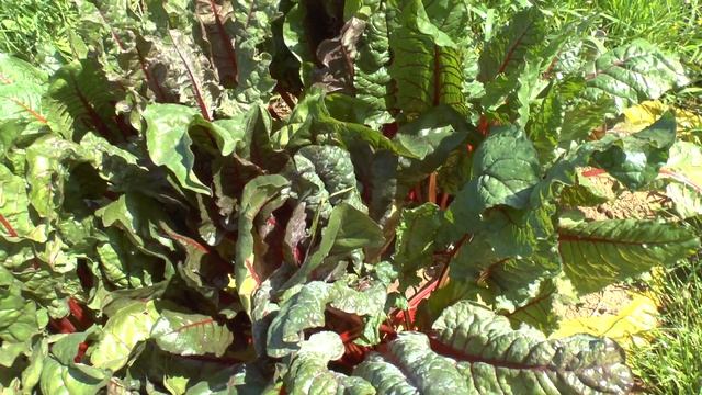 Swiss chard plant - Mangold leaves смотреть онлайн