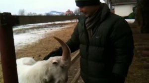 Коля гладит овец  / Nick cuddles sheep