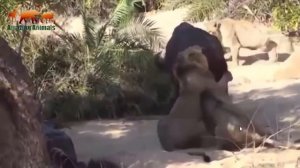 ТОП-10 Самые невероятные нападения животных 2017 Лев против Буйвола / Львы убивают буйвола