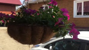 Обзор Петунии Вуаль F1,Альбиния F1,Азерра F1,Беатрис F1, Бургунди Пикоти F1!!!