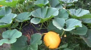 Обзор дачи в августе 2020 Кострома