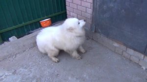 норный самоед.