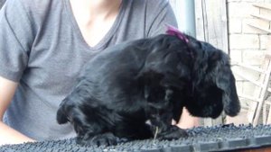 Царство Рыжих Олигарх