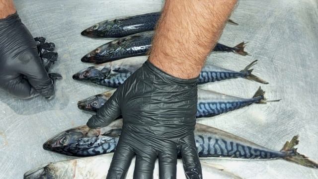 СКУМБРИЯ-МАКРЕЛЬ,ВИДЕООТВЕТ