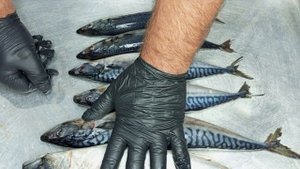 СКУМБРИЯ-МАКРЕЛЬ,ВИДЕООТВЕТ