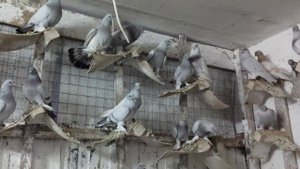 1 часть. Голуби Азиатской Породы - Агараны, Касаны, Гульбадамы, Седые, Наводы, Гуры, Черноносые, Уд