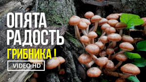 ОПЯТА РАДОСТЬ ГРИБНИКА  24сентября 2022 года. Сбор осенних опят (Armillariella mella).